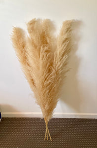 Pampas Grass