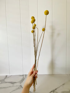 Billy Buttons