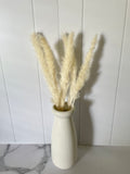 Mini Pampas